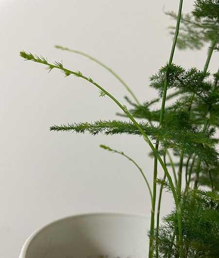 文竹盆栽养护