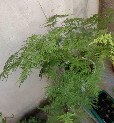 文竹盆栽养护