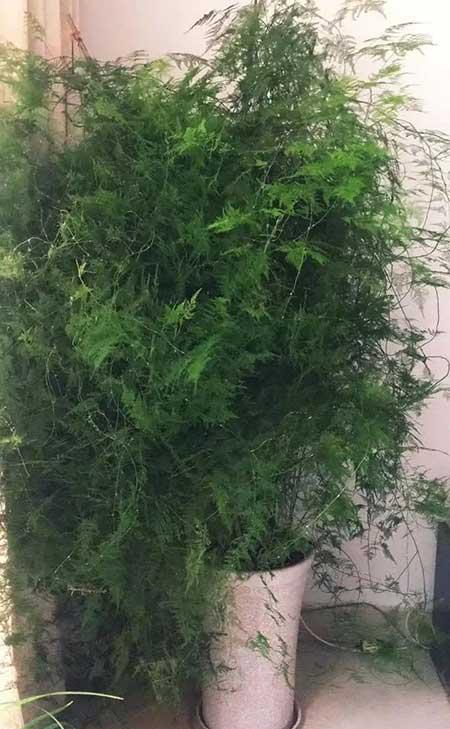 文竹盆栽养护