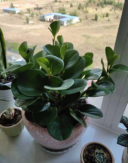 适合阴养的花卉