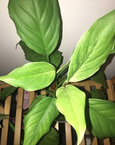 适合阴养的花卉