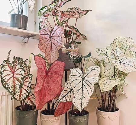 适合阴养的花卉