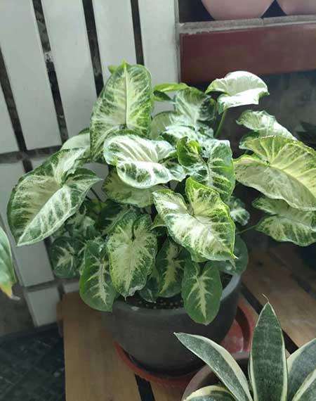 适合阴养的花卉