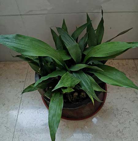 适合阴养的花卉