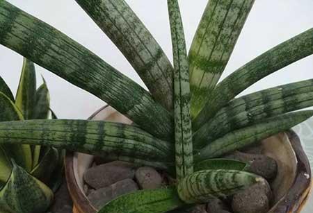 适合阴养的花卉