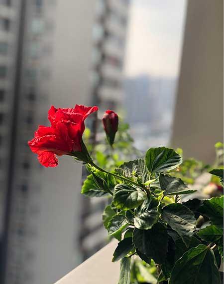 适合养在阴面的花卉