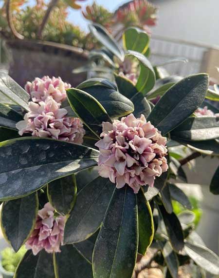 适合养在阴面的花卉