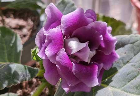 适合养在阴面的花卉