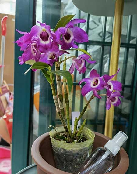 适合养在阴面的花卉