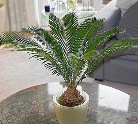 适合养在房间的花