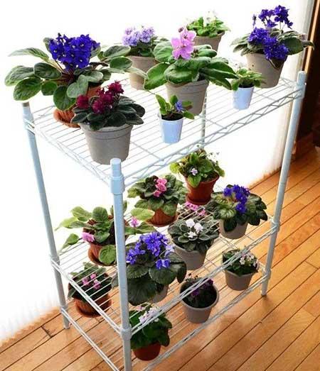 适合室内长期养的花