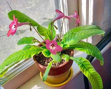 适合室内长期养的花