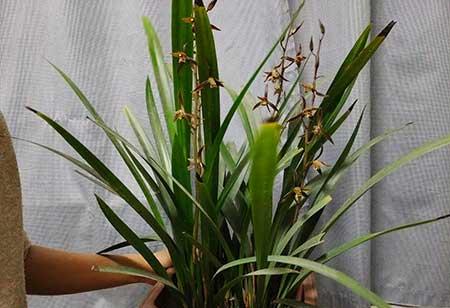 适合室内长期养的花