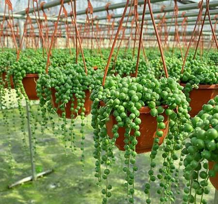 适合客厅养的香型花卉