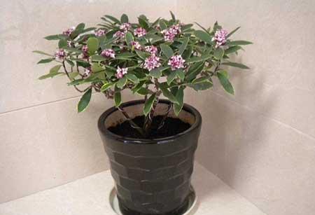 适合客厅养的香型花卉