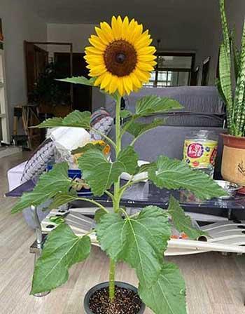 适合客厅养的香型花卉