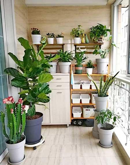 适合客厅养的香型花卉