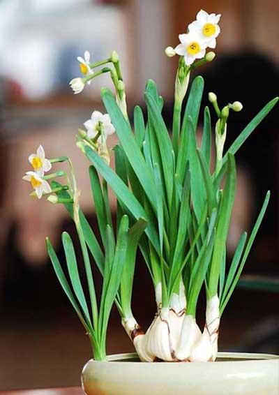 适合客厅养的香型花卉