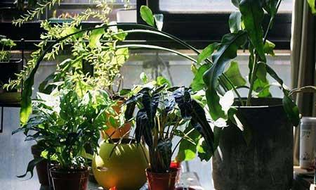 适合酒店养的绿植