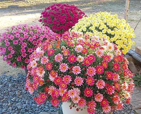 适合冬天养的花卉