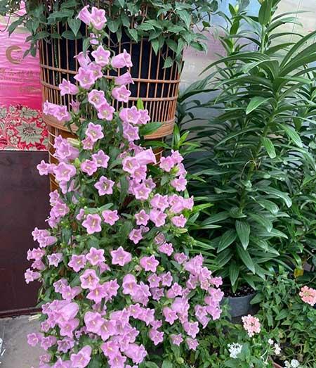 适合冬天养的花卉