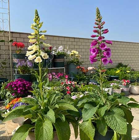 适合冬天养的花卉