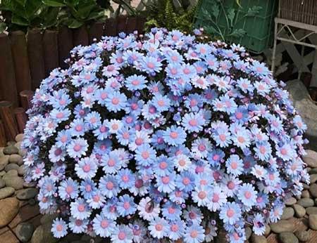 适合冬天养的花卉