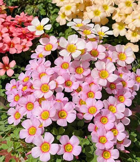 适合冬天养的花卉