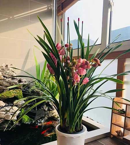 适合冬天养的花卉