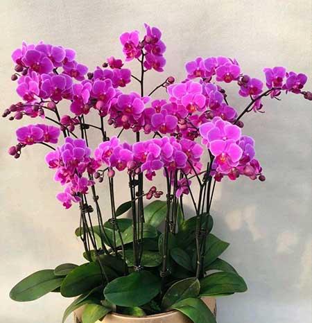 适合冬天养的花卉