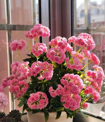 适合冬天养的花卉