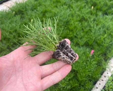 适合冬天养的花卉