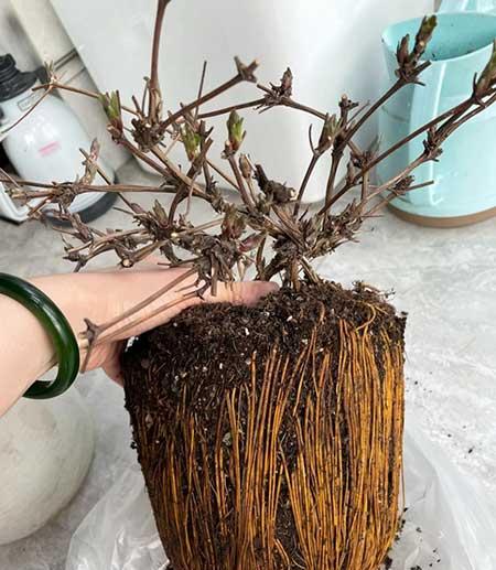 适合冬天养的花卉