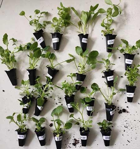 适合冬天养的花卉