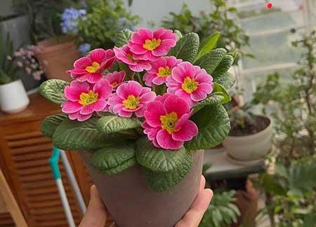 适合冬天养的花卉