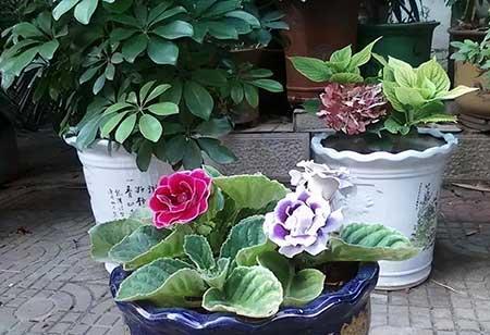 适合办公室内养的花