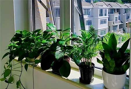 适合办公室内养的花
