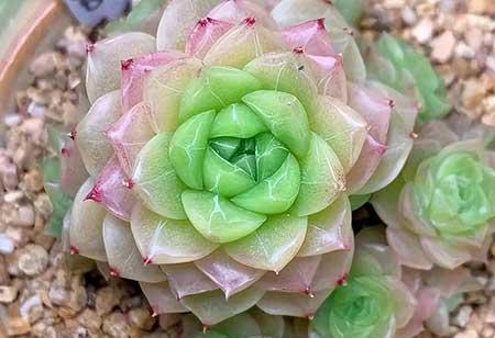 适合办公室内养的花