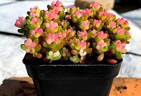 适合办公室内养的花