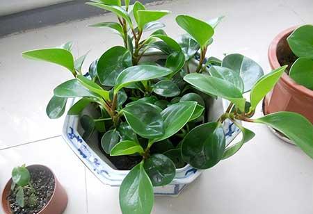 适合办公室内养的花