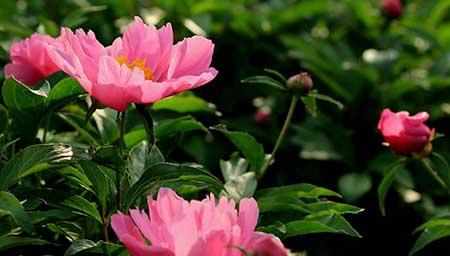 芍药花适合在家养吗