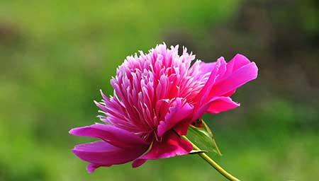 芍药花适合在家养吗