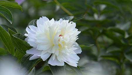 芍药花适合在家养吗