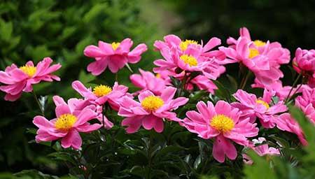 芍药花适合在家养吗
