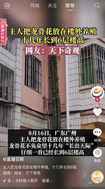 楼上好养活的花