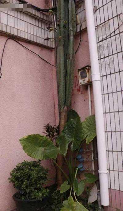 楼上好养活的花