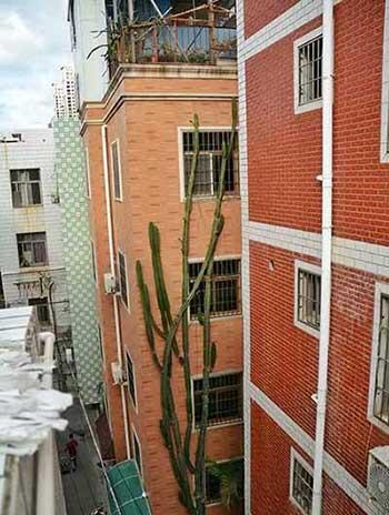 楼上好养活的花
