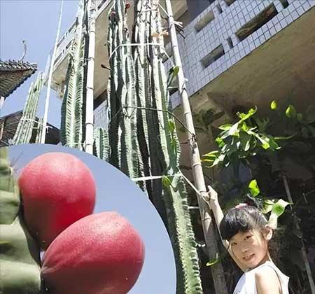 楼上好养活的花