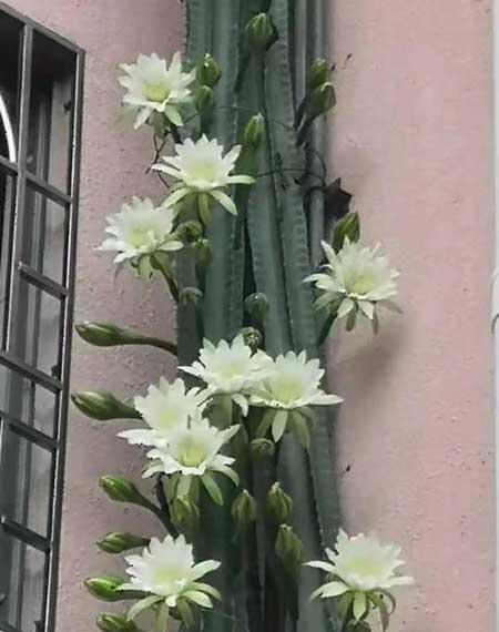 楼上好养活的花