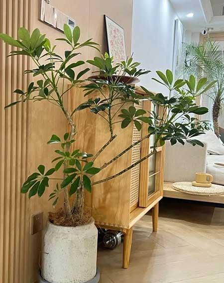 客厅养什么绿植寓意好
